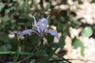 Iris munzii