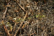 Marah macrocarpus