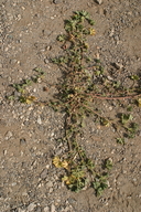 Cheeseweed