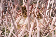 Echinocactus polycephalus var. polycephalus