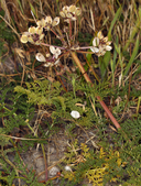 Lomatium dasycarpum ssp. dasycarpum