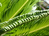 Japanese Sago Palm