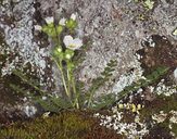 Polemonium pulcherrimum var. pilosum