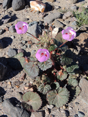 Eremalche rotundifolia
