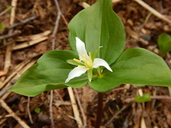 Photo of Trillium ovatum ssp. oettingeri