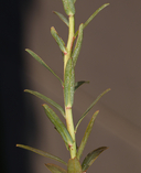 Euphorbia terracina
