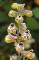 Delphinium californicum ssp. californicum