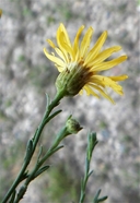 Chihuahuan Goldenweed
