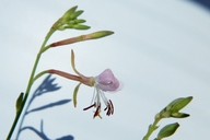 Oenothera suffrutescens
