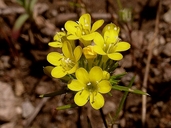 Navarretia prolifera ssp. lutea