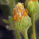 Heterotheca grandiflora