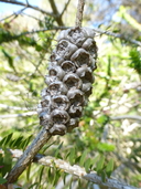 Melaleuca diosmifolia