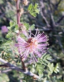 Mimosa emoryana