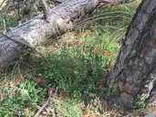 Silene laciniata ssp. californica