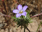 Navarretia prolifera ssp. prolifera
