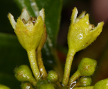 Frangula purshiana ssp. purshiana