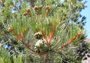 Pinus cembroides var. cembroides