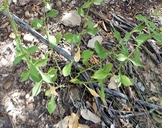Silene laciniata ssp. greggii