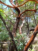 Arbutus xalapensis