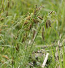 Photo of Carex lyngbyei