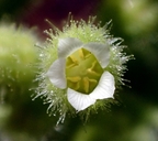 Boykinia rotundifolia