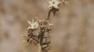 Sphaeralcea orcuttii