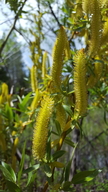 Salix lasiandra