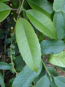 Luster-leaf Holly