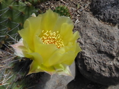 Opuntia tortispina