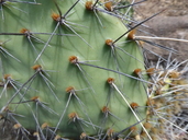 Opuntia tortispina