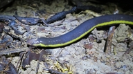Ichthyophis multicolor