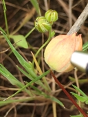 Limnanthes floccosa ssp. californica