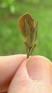 Ruellia zalesskii