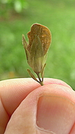 Ruellia zalesskii