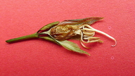 Ruellia zalesskii