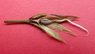 Ruellia zalesskii