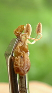 Ruellia zalesskii