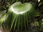 Trinax parviflora