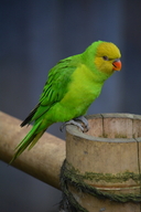 Olive-headed Parakeet