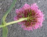Centranthus ruber