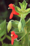 Erythranthe cardinalis