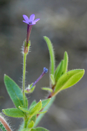Allophyllum divaricatum