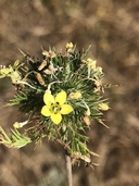 Navarretia nigelliformis ssp. nigelliformis