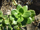 Echeveria quitensis