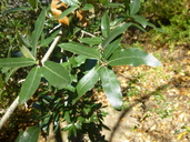Quercus saltillensis
