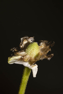 Chamaemelum fuscatum