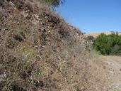 Streptanthus anomalus