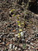 Streptanthus anomalus