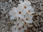 Linanthus concinnus