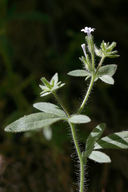 Allophyllum integrifolium